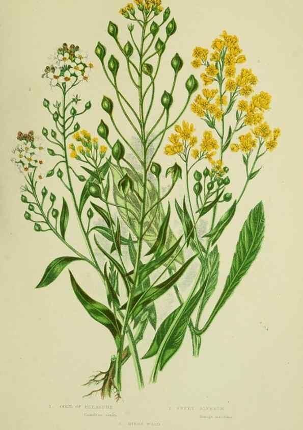 Reproducción/Reproduction 8512576927: The flowering plants, grasses, sedges, & ferns of Great Britain. London,F. Warne,1905.
