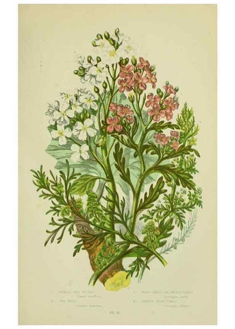 Reproducción/Reproduction 8513688734: The flowering plants, grasses, sedges, & ferns of Great Britain. London,F. Warne,1905.