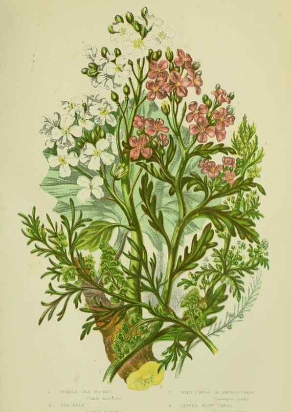 Reproducción/Reproduction 8513688734: The flowering plants, grasses, sedges, & ferns of Great Britain. London,F. Warne,1905.