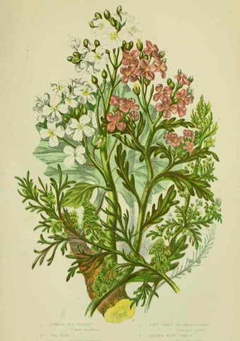 Reproducción/Reproduction 8513688734: The flowering plants, grasses, sedges, & ferns of Great Britain. London,F. Warne,1905.