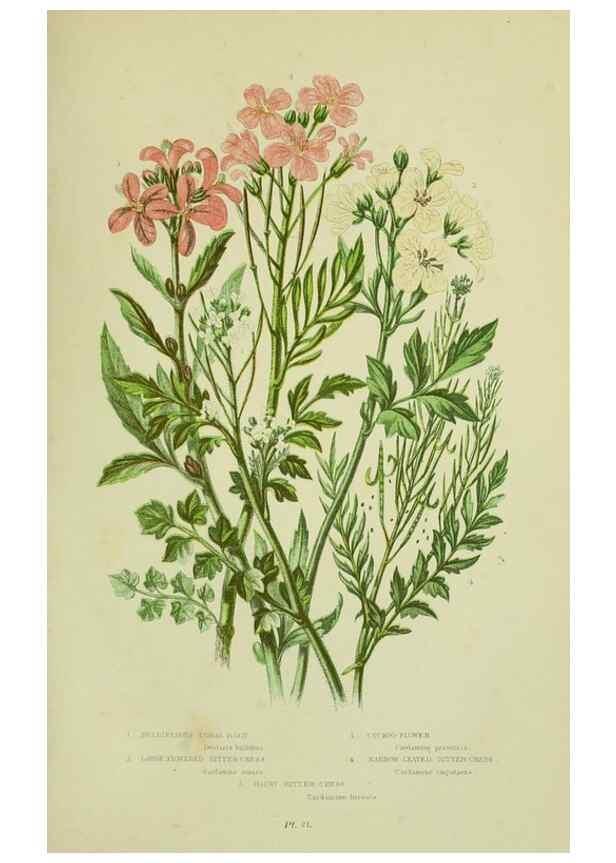 Reproducción/Reproduction 8512579055: The flowering plants, grasses, sedges, & ferns of Great Britain. London,F. Warne,1905.