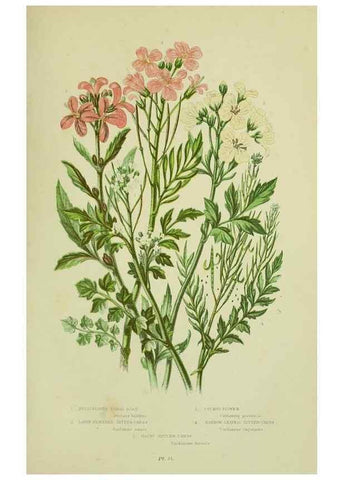 Reproducción/Reproduction 8512579055: The flowering plants, grasses, sedges, & ferns of Great Britain. London,F. Warne,1905.