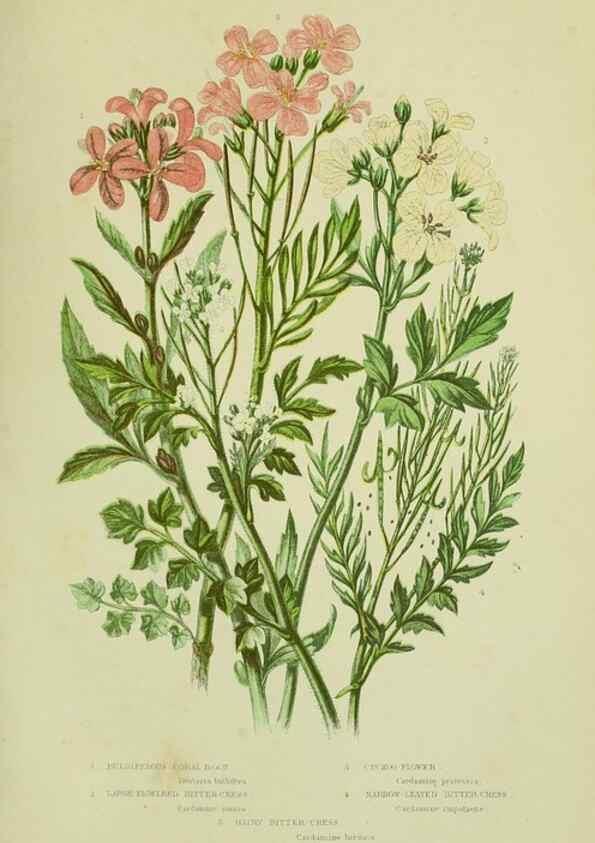 Reproducción/Reproduction 8512579055: The flowering plants, grasses, sedges, & ferns of Great Britain. London,F. Warne,1905.