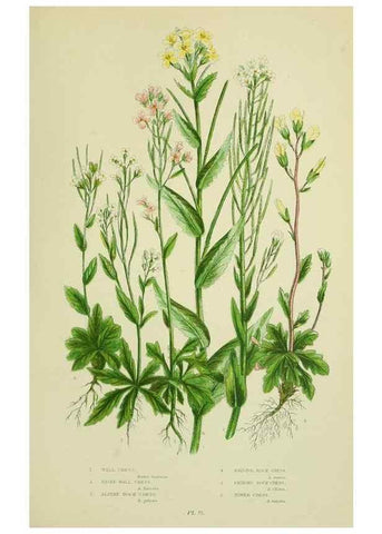 Reproducción/Reproduction 8513690584: The flowering plants, grasses, sedges, & ferns of Great Britain. London,F. Warne,1905.