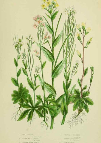 Reproducción/Reproduction 8513690584: The flowering plants, grasses, sedges, & ferns of Great Britain. London,F. Warne,1905.