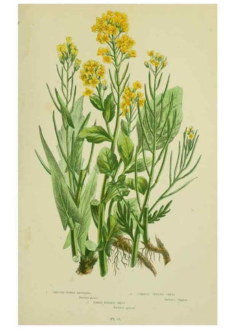 Reproducción/Reproduction 8512580411: The flowering plants, grasses, sedges, & ferns of Great Britain. London,F. Warne,1905.