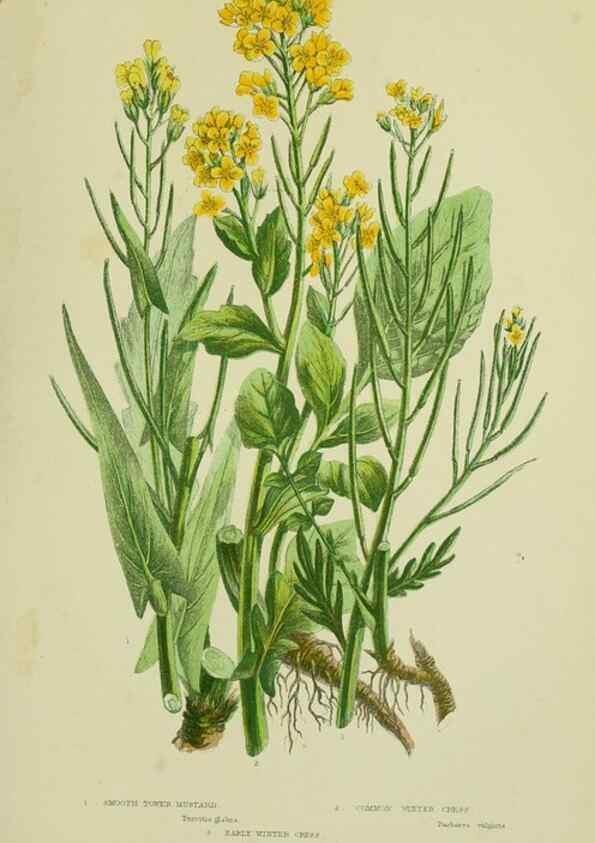 Reproducción/Reproduction 8512580411: The flowering plants, grasses, sedges, & ferns of Great Britain. London,F. Warne,1905.