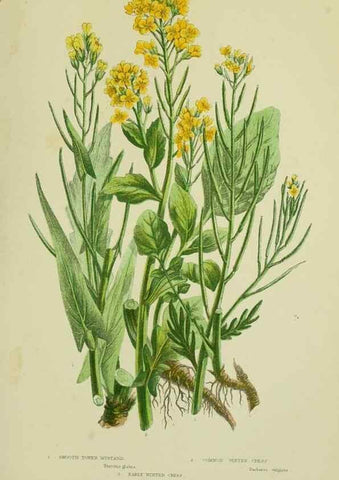 Reproducción/Reproduction 8512580411: The flowering plants, grasses, sedges, & ferns of Great Britain. London,F. Warne,1905.