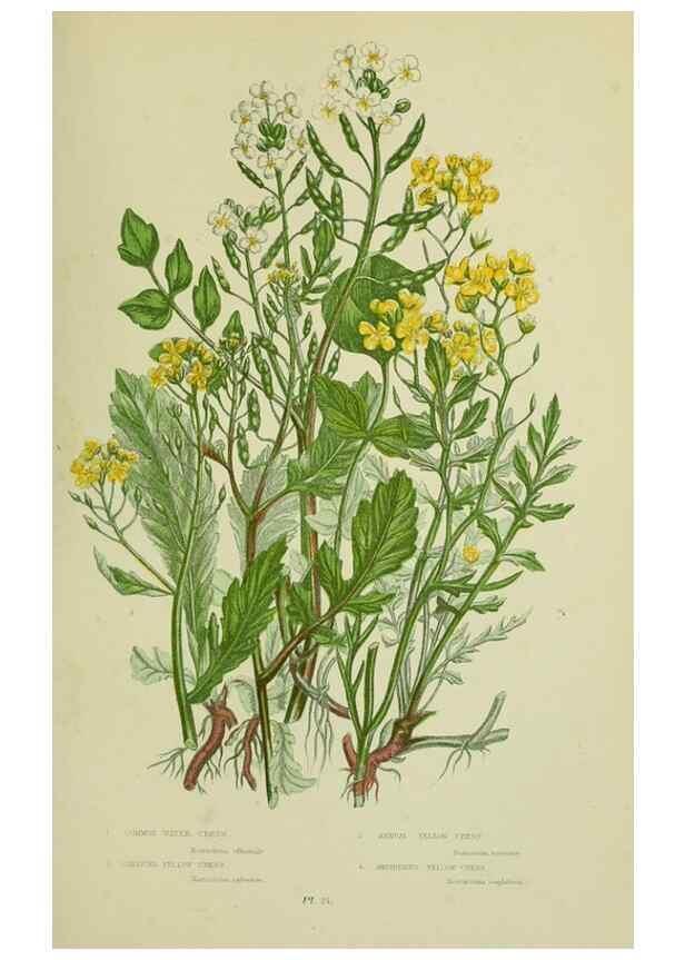 Reproducción/Reproduction 8512581157: The flowering plants, grasses, sedges, & ferns of Great Britain. London,F. Warne,1905.