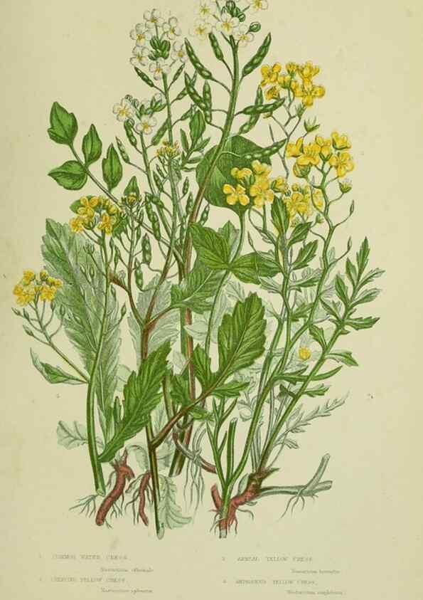 Reproducción/Reproduction 8512581157: The flowering plants, grasses, sedges, & ferns of Great Britain. London,F. Warne,1905.