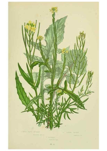 Reproducción/Reproduction 8512582069: The flowering plants, grasses, sedges, & ferns of Great Britain. London,F. Warne,1905.
