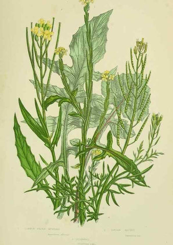 Reproducción/Reproduction 8512582069: The flowering plants, grasses, sedges, & ferns of Great Britain. London,F. Warne,1905.