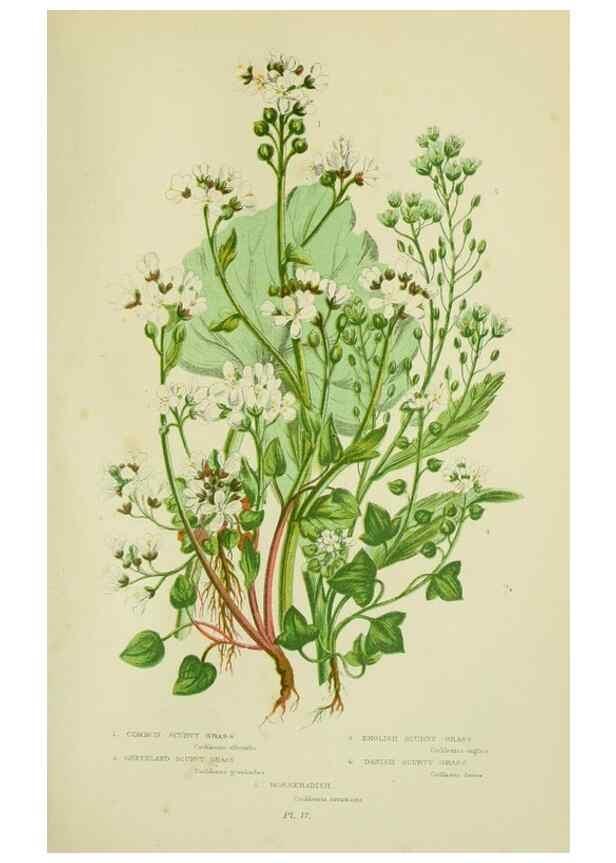 Reproducción/Reproduction 8513686384: The flowering plants, grasses, sedges, & ferns of Great Britain. London,F. Warne,1905.