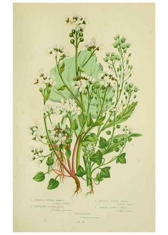 Reproducción/Reproduction 8513686384: The flowering plants, grasses, sedges, & ferns of Great Britain. London,F. Warne,1905.