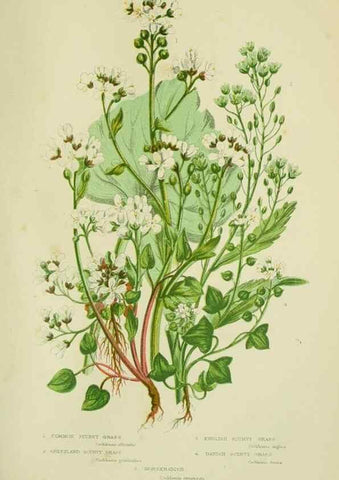 Reproducción/Reproduction 8513686384: The flowering plants, grasses, sedges, & ferns of Great Britain. London,F. Warne,1905.