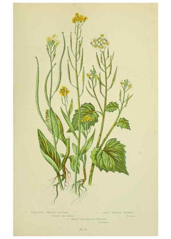 Reproducción/Reproduction 8513693818: The flowering plants, grasses, sedges, & ferns of Great Britain. London,F. Warne,1905.