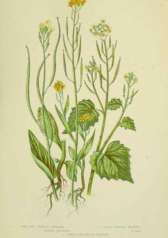 Reproducción/Reproduction 8513693818: The flowering plants, grasses, sedges, & ferns of Great Britain. London,F. Warne,1905.