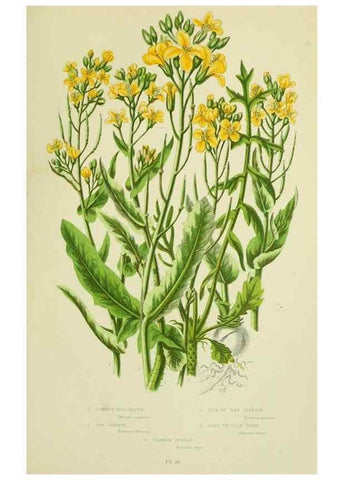 Reproducción/Reproduction 8513695386: The flowering plants, grasses, sedges, & ferns of Great Britain. London,F. Warne,1905.