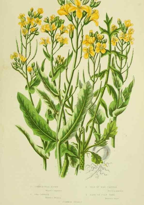 Reproducción/Reproduction 8513695386: The flowering plants, grasses, sedges, & ferns of Great Britain. London,F. Warne,1905.
