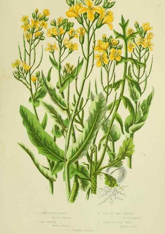 Reproducción/Reproduction 8513695386: The flowering plants, grasses, sedges, & ferns of Great Britain. London,F. Warne,1905.