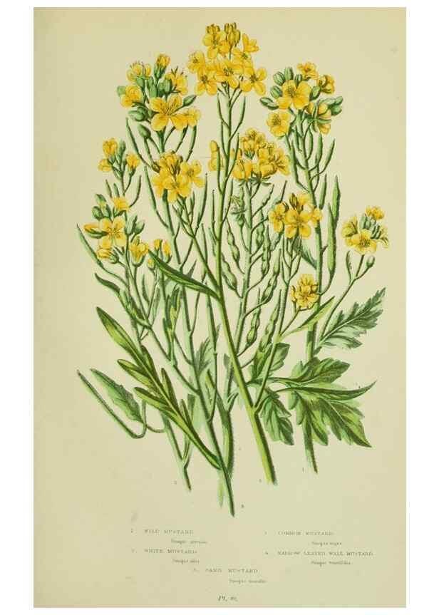 Reproducción/Reproduction 8512585339: The flowering plants, grasses, sedges, & ferns of Great Britain. London,F. Warne,1905.