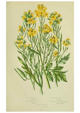 Reproducción/Reproduction 8512585339: The flowering plants, grasses, sedges, & ferns of Great Britain. London,F. Warne,1905.