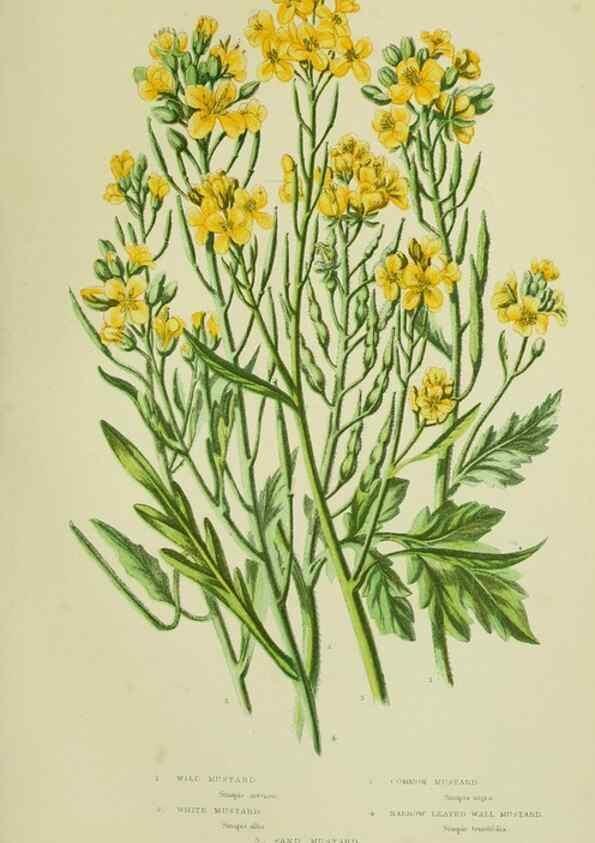 Reproducción/Reproduction 8512585339: The flowering plants, grasses, sedges, & ferns of Great Britain. London,F. Warne,1905.