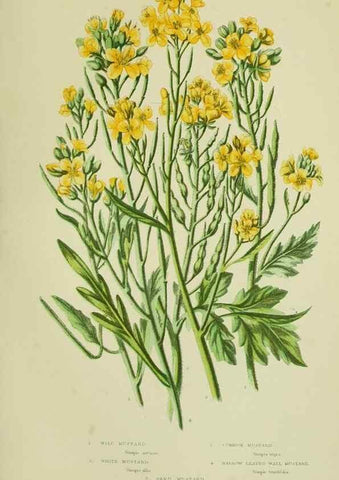 Reproducción/Reproduction 8512585339: The flowering plants, grasses, sedges, & ferns of Great Britain. London,F. Warne,1905.