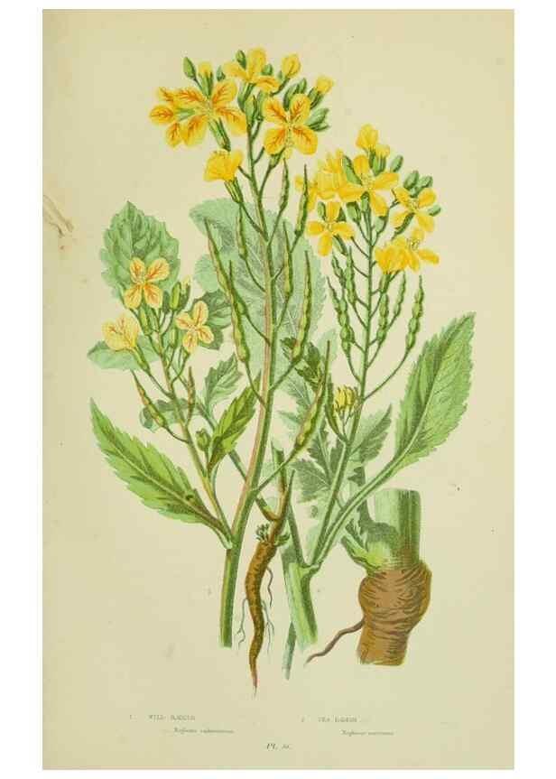 Reproducción/Reproduction 8512586191: The flowering plants, grasses, sedges, & ferns of Great Britain. London,F. Warne,1905.