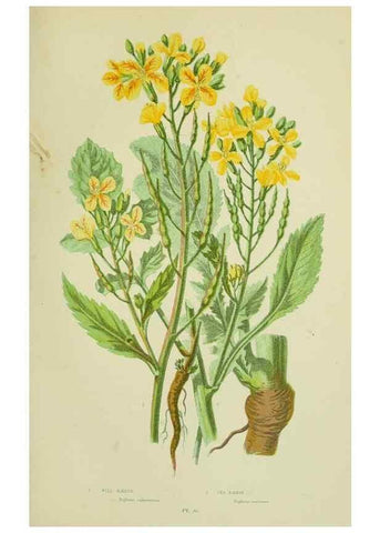 Reproducción/Reproduction 8512586191: The flowering plants, grasses, sedges, & ferns of Great Britain. London,F. Warne,1905.