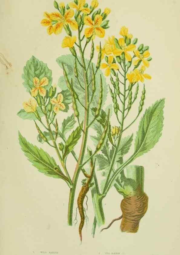 Reproducción/Reproduction 8512586191: The flowering plants, grasses, sedges, & ferns of Great Britain. London,F. Warne,1905.