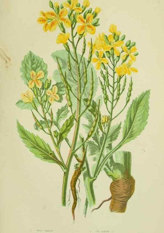 Reproducción/Reproduction 8512586191: The flowering plants, grasses, sedges, & ferns of Great Britain. London,F. Warne,1905.
