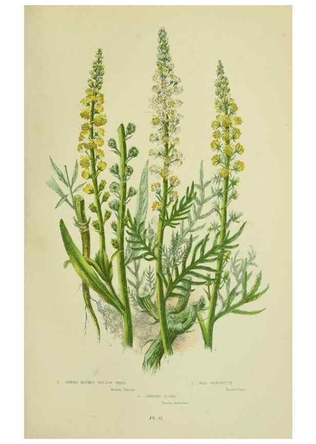 Reproducción/Reproduction 8513697784: The flowering plants, grasses, sedges, & ferns of Great Britain. London,F. Warne,1905.