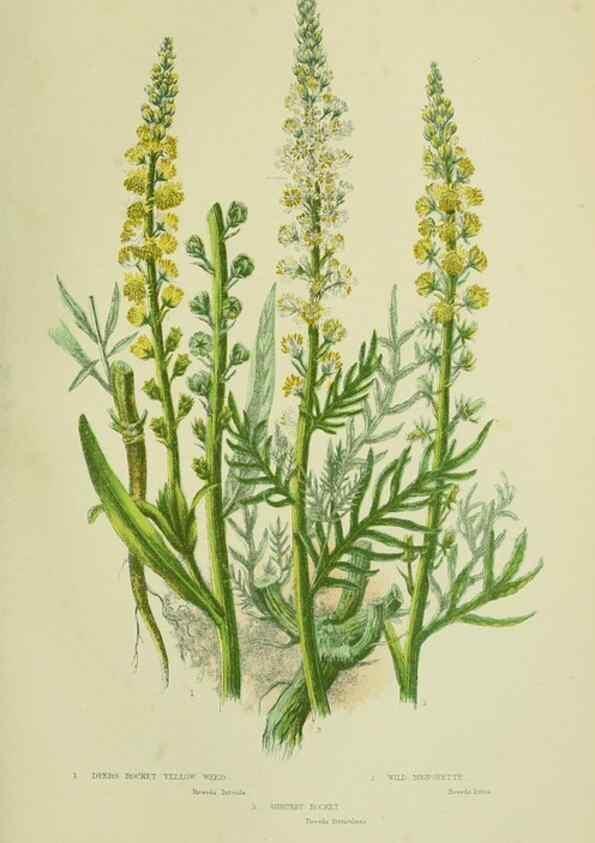 Reproducción/Reproduction 8513697784: The flowering plants, grasses, sedges, & ferns of Great Britain. London,F. Warne,1905.