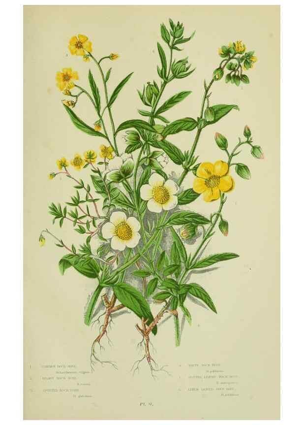 Reproducción/Reproduction 8512588261: The flowering plants, grasses, sedges, & ferns of Great Britain. London,F. Warne,1905.