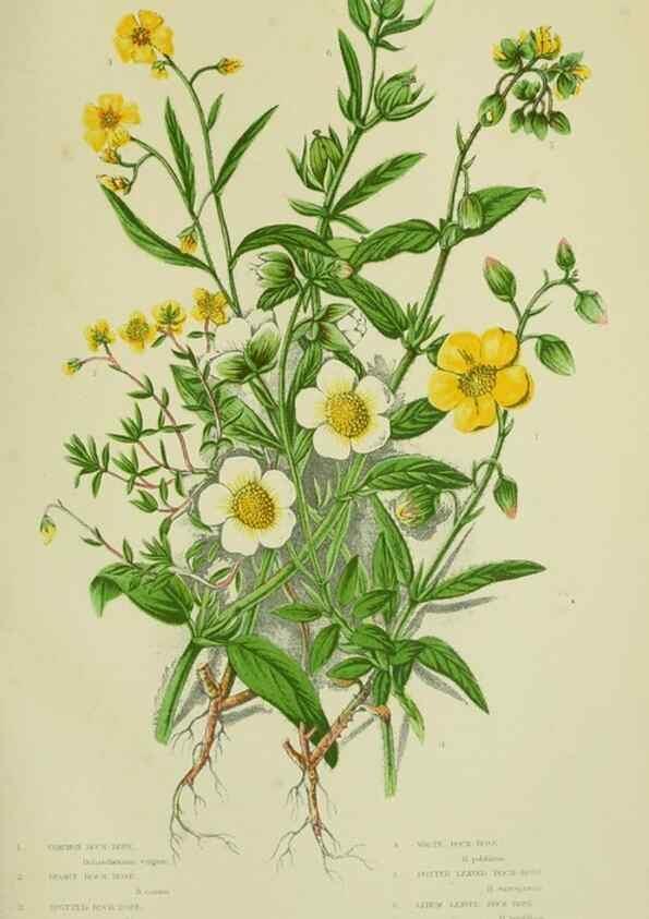 Reproducción/Reproduction 8512588261: The flowering plants, grasses, sedges, & ferns of Great Britain. London,F. Warne,1905.