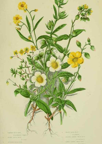 Reproducción/Reproduction 8512588261: The flowering plants, grasses, sedges, & ferns of Great Britain. London,F. Warne,1905.