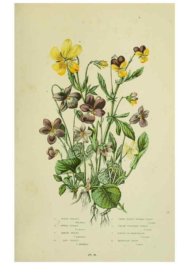 Reproducción/Reproduction 8513699556: The flowering plants, grasses, sedges, & ferns of Great Britain. London,F. Warne,1905.