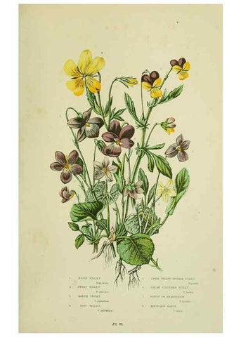 Reproducción/Reproduction 8513699556: The flowering plants, grasses, sedges, & ferns of Great Britain. London,F. Warne,1905.