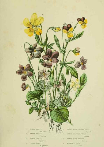 Reproducción/Reproduction 8513699556: The flowering plants, grasses, sedges, & ferns of Great Britain. London,F. Warne,1905.