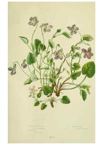 Reproducción/Reproduction 8513700140: The flowering plants, grasses, sedges, & ferns of Great Britain. London,F. Warne,1905.