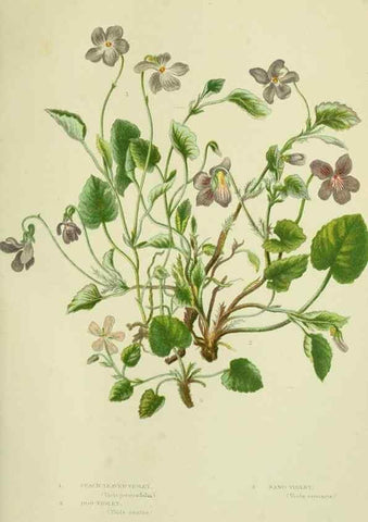 Reproducción/Reproduction 8513700140: The flowering plants, grasses, sedges, & ferns of Great Britain. London,F. Warne,1905.