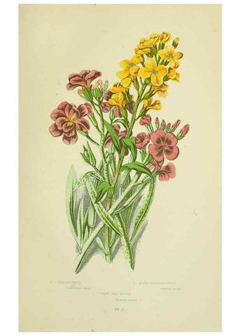 Reproducción/Reproduction 8512583947: The flowering plants, grasses, sedges, & ferns of Great Britain. London,F. Warne,1905.