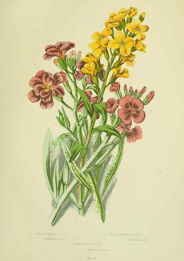 Reproducción/Reproduction 8512583947: The flowering plants, grasses, sedges, & ferns of Great Britain. London,F. Warne,1905.