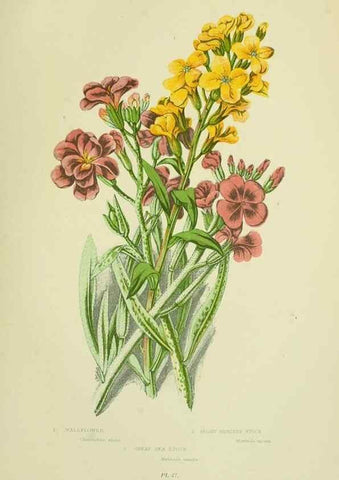 Reproducción/Reproduction 8512583947: The flowering plants, grasses, sedges, & ferns of Great Britain. London,F. Warne,1905.