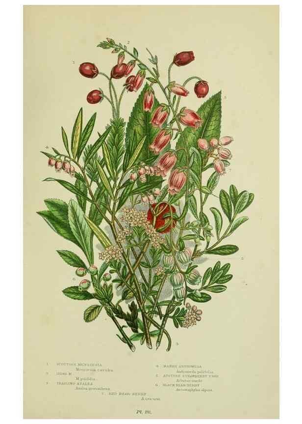 Reproducción/Reproduction 8516306552: The flowering plants, grasses, sedges, & ferns of Great Britain. London,F. Warne,1905.