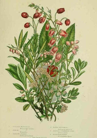 Reproducción/Reproduction 8516306552: The flowering plants, grasses, sedges, & ferns of Great Britain. London,F. Warne,1905.