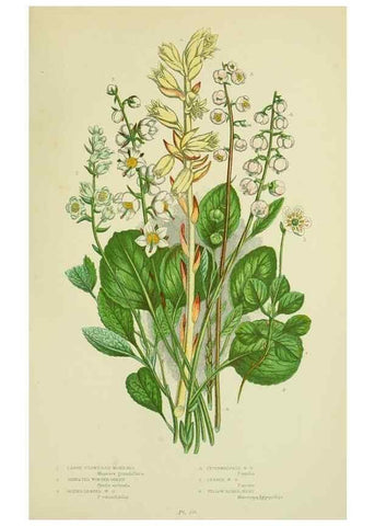 Reproducción/Reproduction 8515192419: The flowering plants, grasses, sedges, & ferns of Great Britain. London,F. Warne,1905.