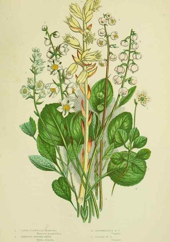 Reproducción/Reproduction 8515192419: The flowering plants, grasses, sedges, & ferns of Great Britain. London,F. Warne,1905.