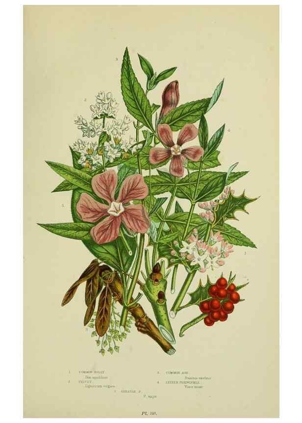 Reproducción/Reproduction 8516308074: The flowering plants, grasses, sedges, & ferns of Great Britain. London,F. Warne,1905.